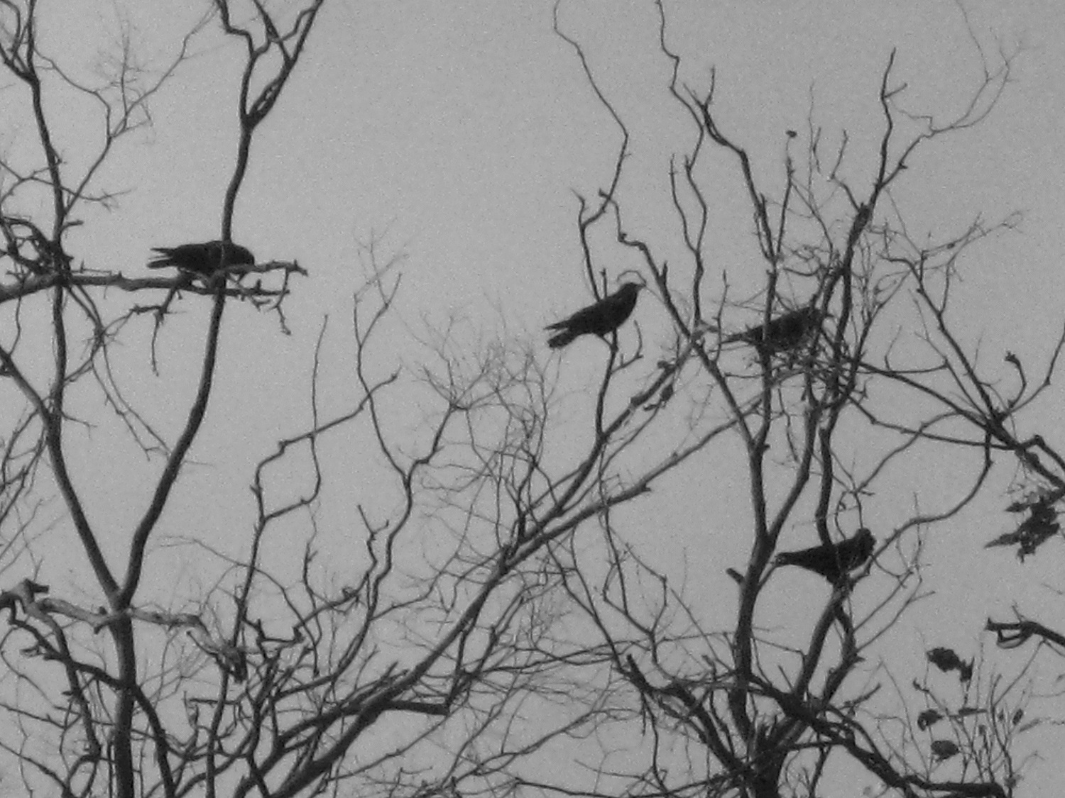 Image for the course: Paul Uhlmann | To Hear the Language of Birds