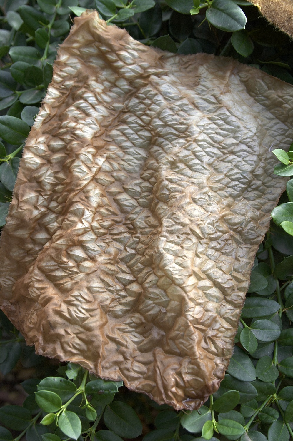 Image for the course: Trudi Pollard | Earth Treasures