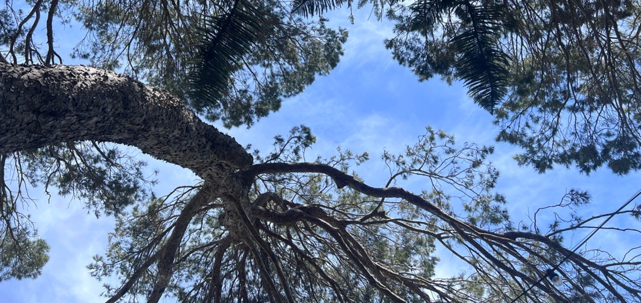 Image for the course: Tree Meditation with Susan Hill