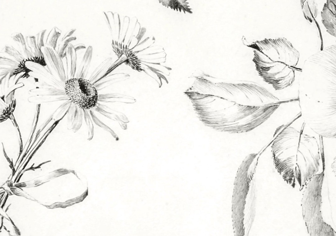 Botanical Illustration