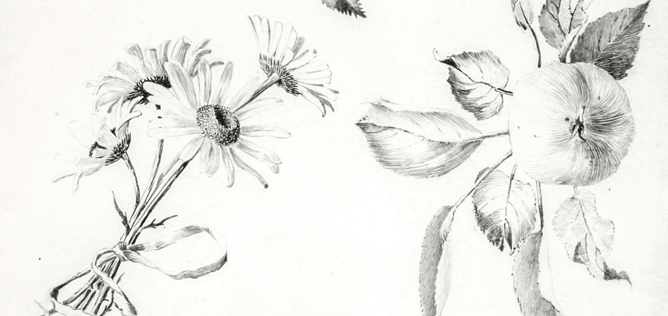 Image for the course: Botanical Illustration
