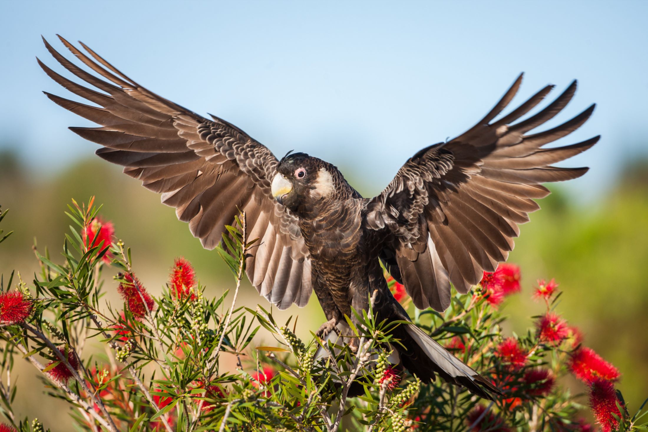 Image for the course: Paint A Western Australian Bird Portrait For Older Kids
