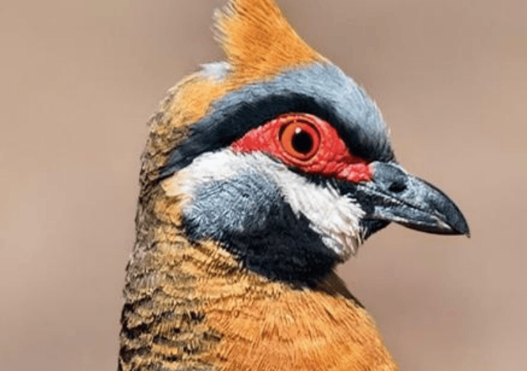 Paint A Western Australian Bird Portrait For Older Kids