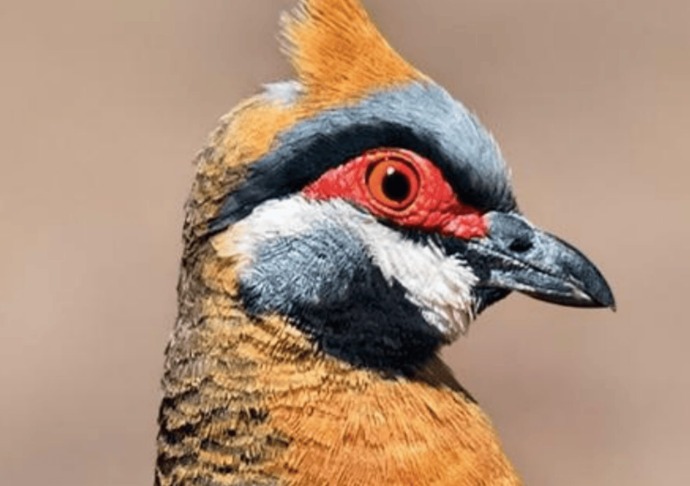 Image forPaint A Western Australian Bird Portrait For Older Kids