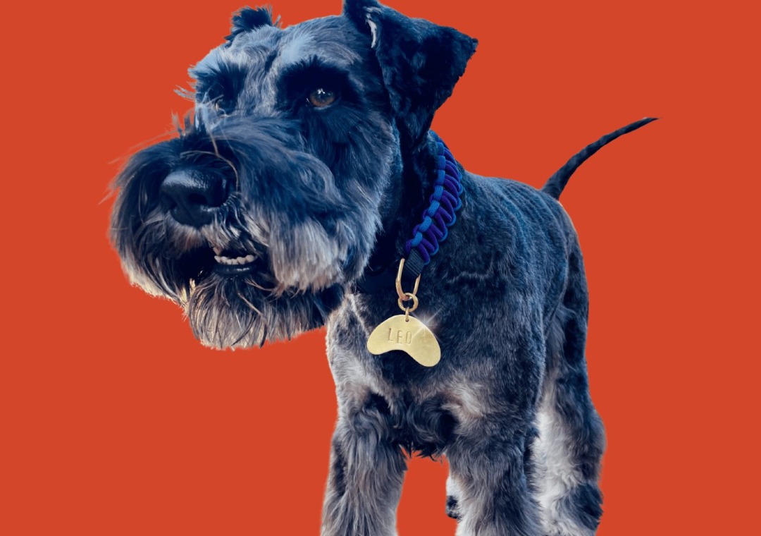 Custom Made Pet Tags: January