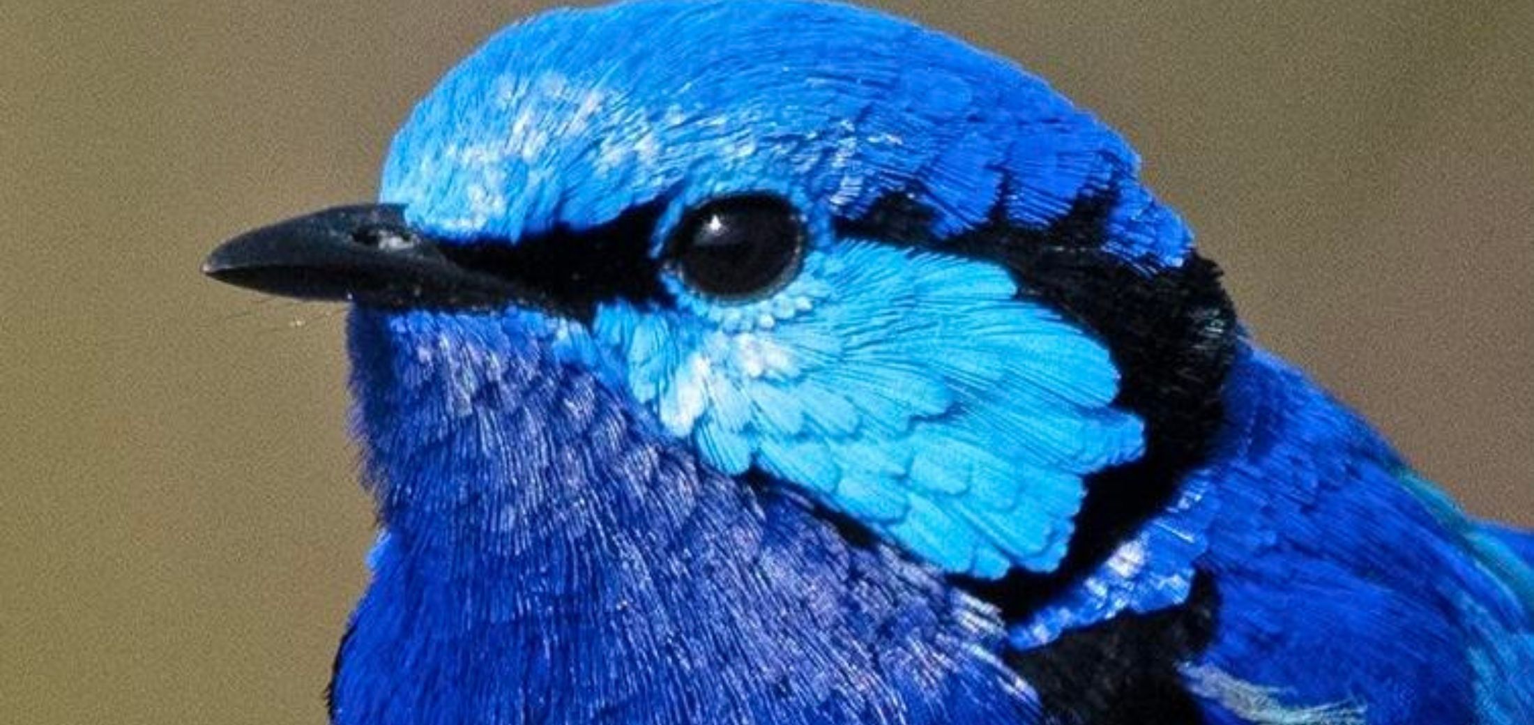 Image for the course: Paint A WA Bird Portrait – Tuesday 14 July