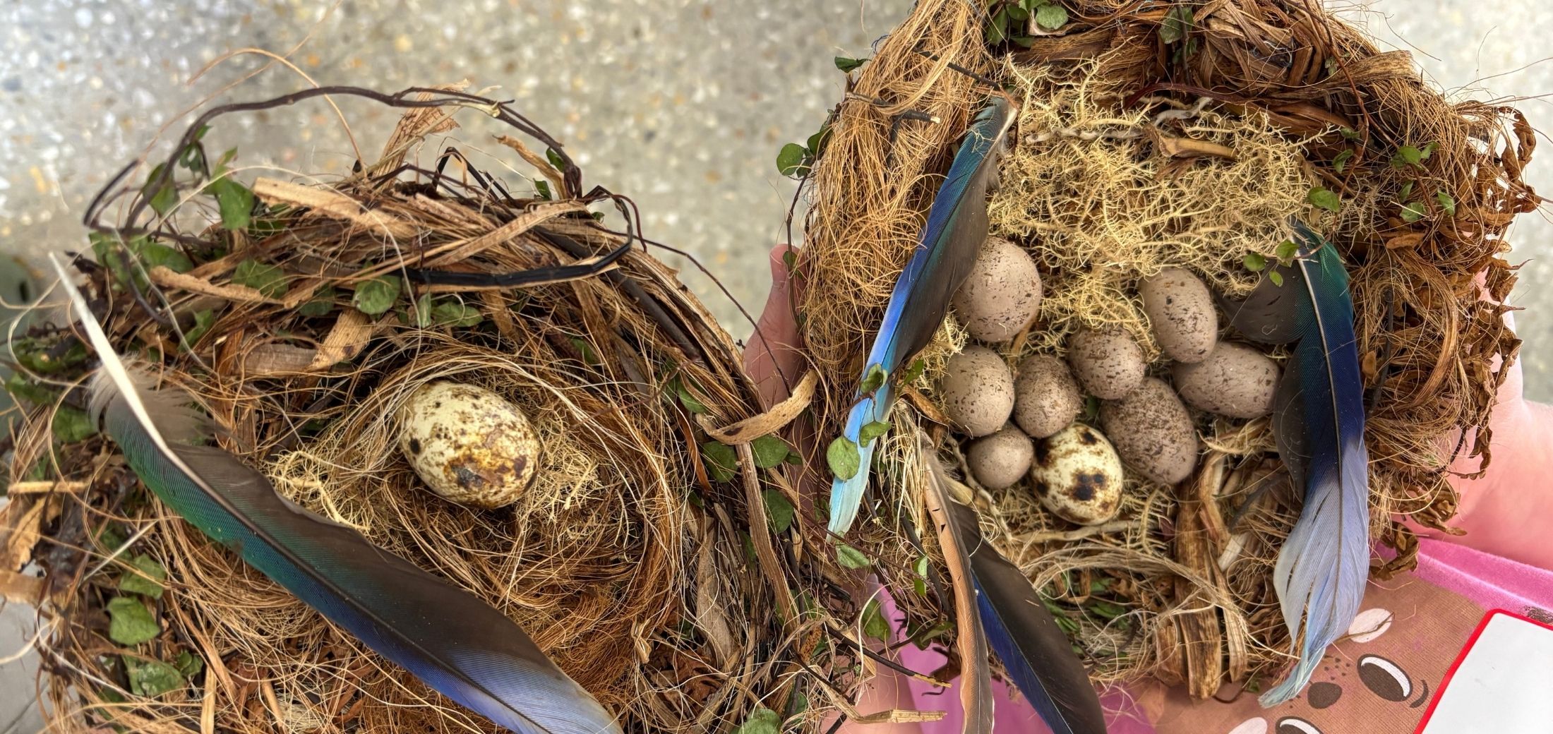 Image for the course: NEW! Weave Like a Bird: Nest & Egg Making